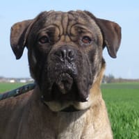 ARROW, chien à adopter