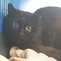 TDC QCT, chat à adopter