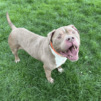 BOB, chien à adopter