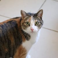 Chatouille, chatte à adopter