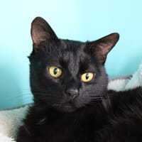 Jazz, chat à adopter