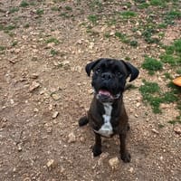 TITUS, chien à adopter