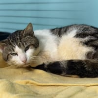 Honey CAB5211, chat à adopter