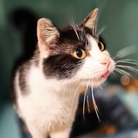 VELCRO, chat à adopter