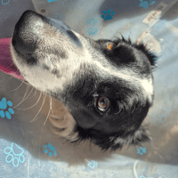 O'MALLEY, chien à adopter