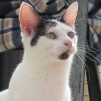 AMBRE, chatte à adopter