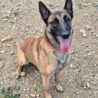 Keyna, chienne à adopter