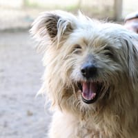 Groseille, chienne à adopter