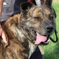 Simba, chien à adopter