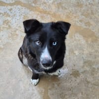 Cléo, chienne à adopter