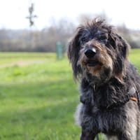 JAOLIE, chienne à adopter