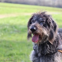 JAOLIE, chienne à adopter