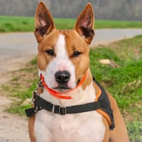 SKITTLES HAA24721, chien à adopter