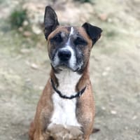 Bandit, chien à adopter