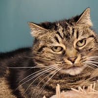 BILLY, chatte à adopter