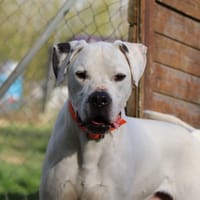 TITAN, chien à adopter