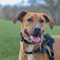 KAYLA HAA24636, chienne à adopter