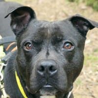 SNOOP, chien à adopter