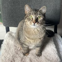 borgia, chatte à adopter