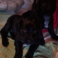 arlos, chien à adopter