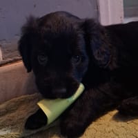 atoll, chien à adopter