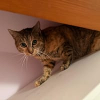 anani, chatte à adopter