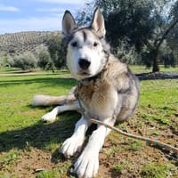 WOLF (union animal), chien à adopter
