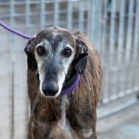 MARCA, chienne à adopter