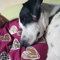 Vador l'adorable petit guerrier tripatte, chien à adopter