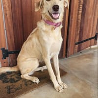 Suzie la belle et douce louloute, chienne à adopter