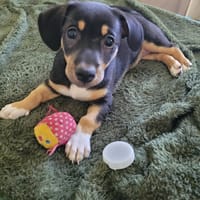 KATE PETIT COEUR TENDRE, chienne à adopter