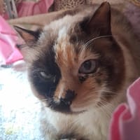 PENELOPE, chatte à adopter