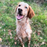 Vico, chien à adopter