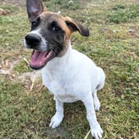 Sienna, femelle X berger, née le 27/10/2025 🤍, chienne à adopter