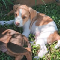 Owen, mâle croisé berger créole, né le 28/11/2025 🤍, chien à adopter