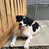 Omaïa, femelle, x border collie, née le 20/10/2025, chienne à adopter