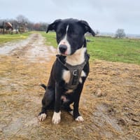 ARON, chien à adopter