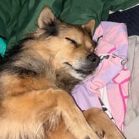 Florek, pies do adopcji