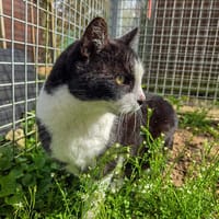 FILOU, chat à adopter