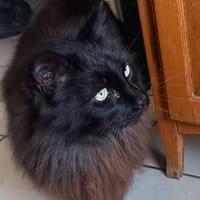 Charly, chat à adopter