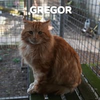 GREGOR, chat à adopter