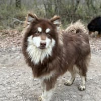 Noah, chien à adopter