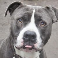 Roland, Hund zur Adoption