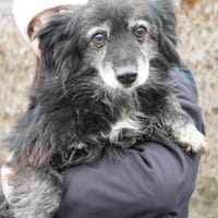 Linda - alte Dame mit viel Herz, Hündin zur Adoption