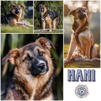 HANI * vorsichtige Hündin, Hündin zur Adoption