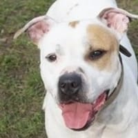 Karlson, Hund zur Adoption