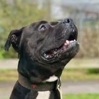 Major, verspielter Kuschler, Hund zur Adoption