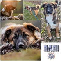 NANI * lernfreudig und verschmust, Hündin zur Adoption