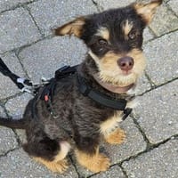 Pepe sein Traum ist eine eigene Familie, Hund zur Adoption