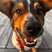 Rüde Pico sucht ein Zuhause, Hund zur Adoption